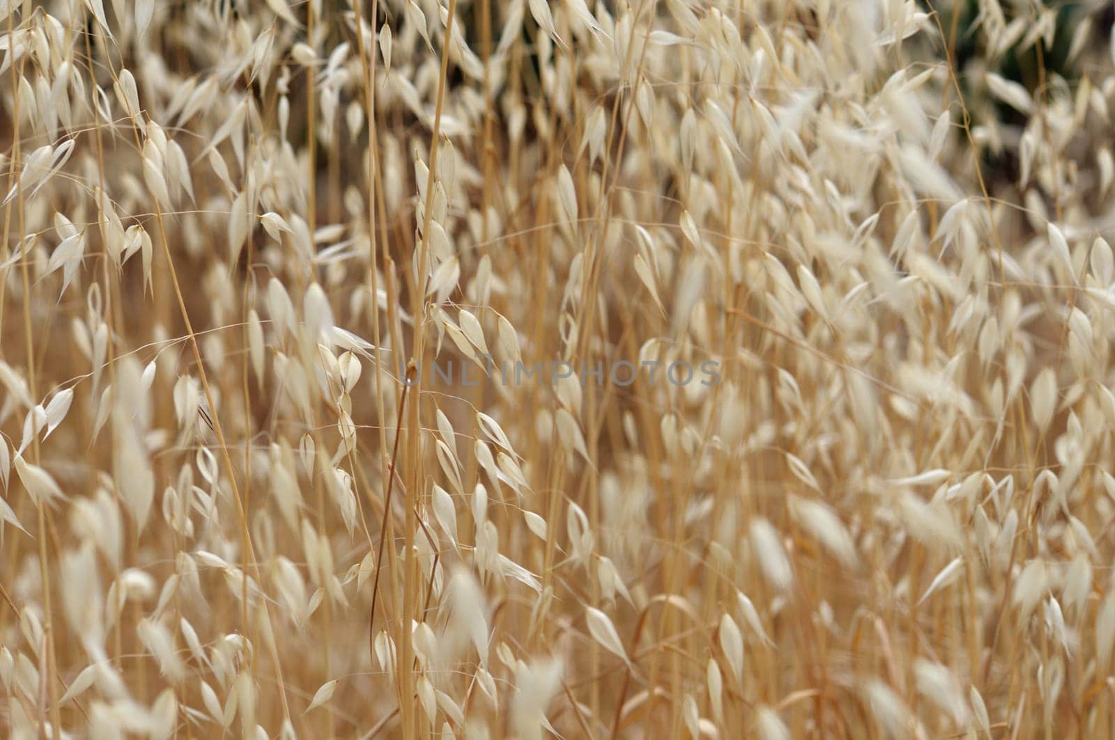 Dry oat straw cereal plants in the summertime. Abstract nature background.