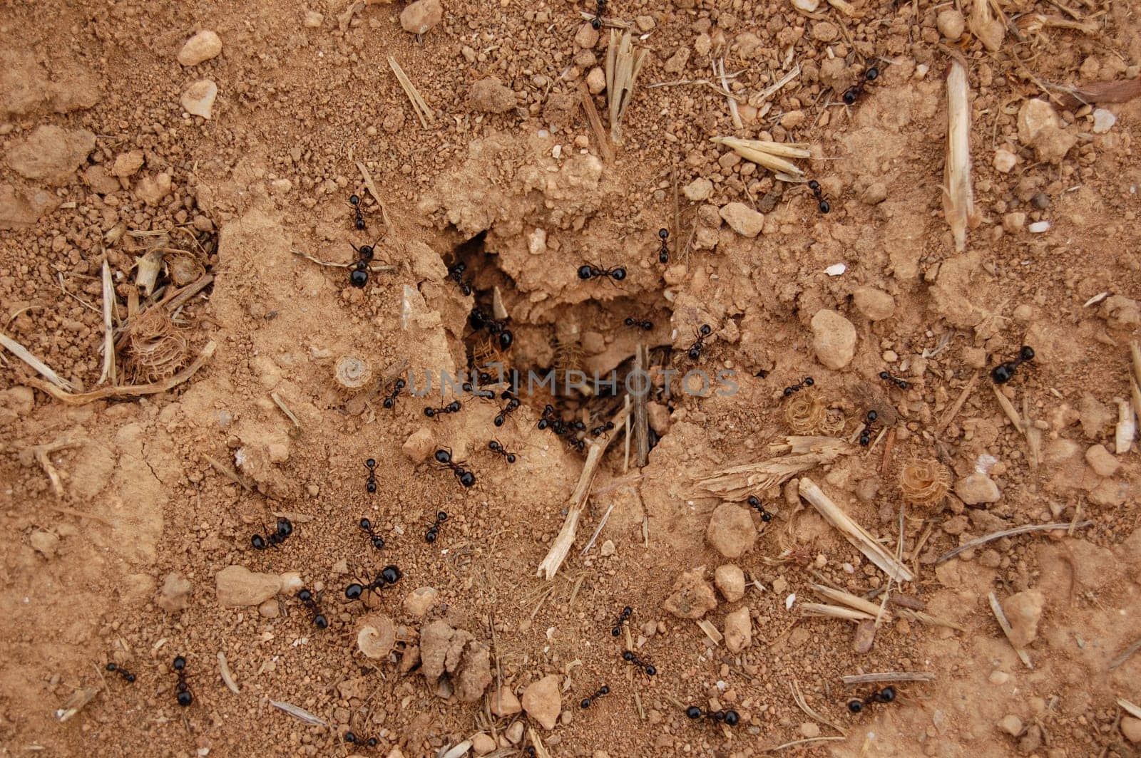 Ants clearing nest entrance from twigs and other debris on a windy day.