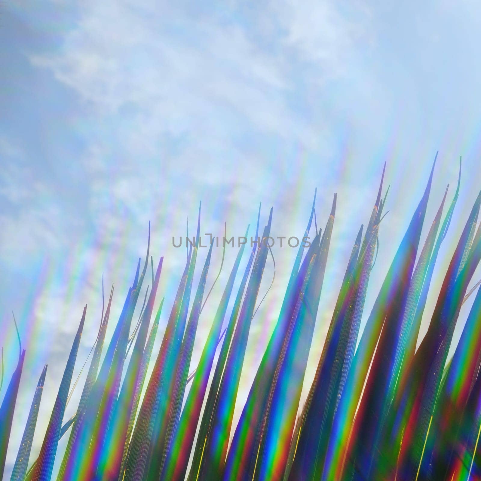 Palm tree leaf and blue sky through prism filter. Abstract sunlight spectrum colors reflection on sunny summer day.