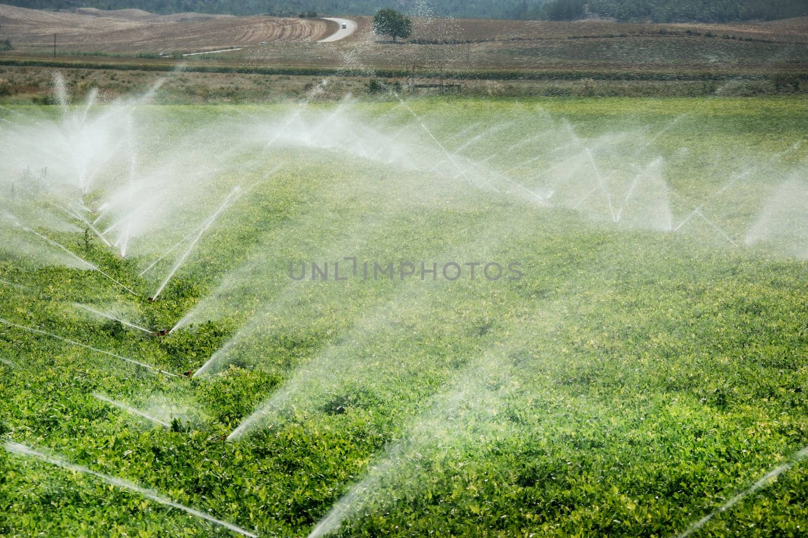 An image of vegetable fields in spring time
