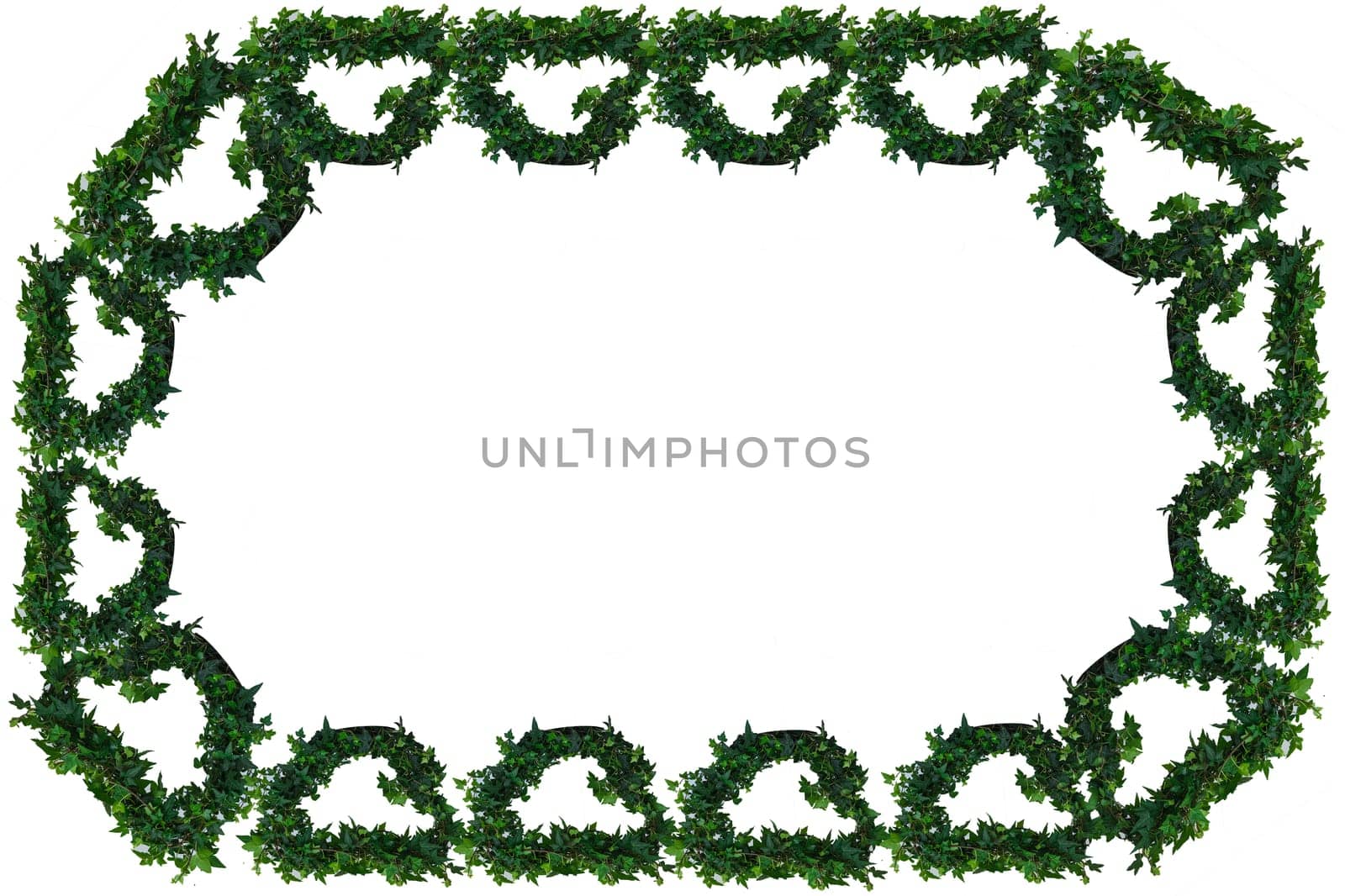 Ivy vine frame in front of white background.