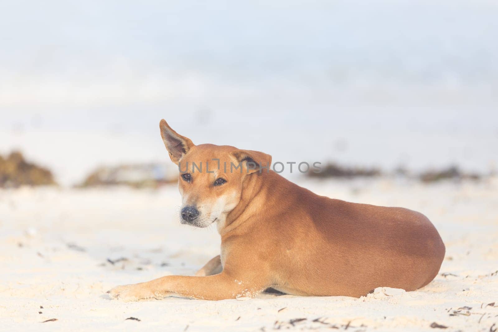 Brown stray dog lying on the beach.