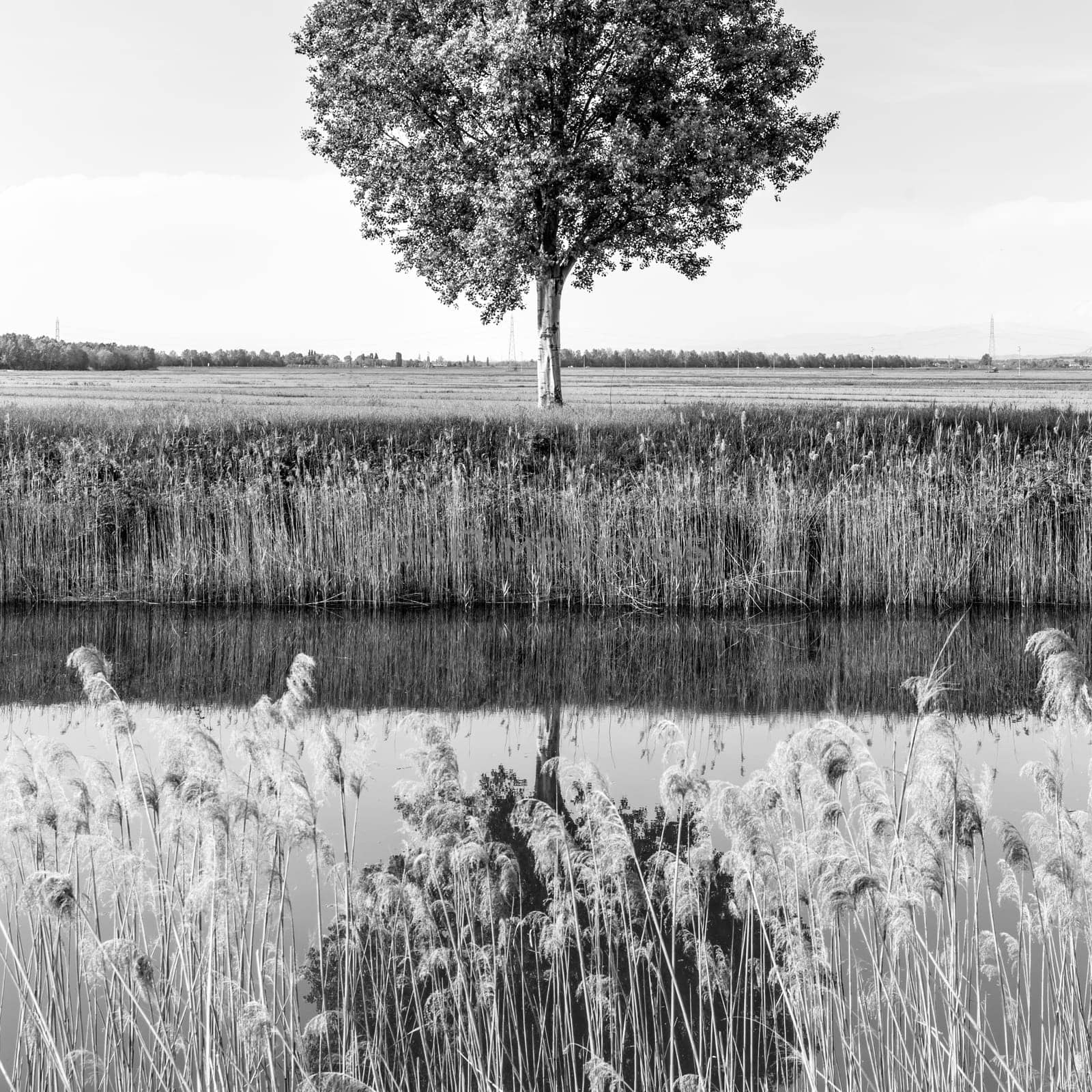 Tree in the field by river in spring. Black and white image.