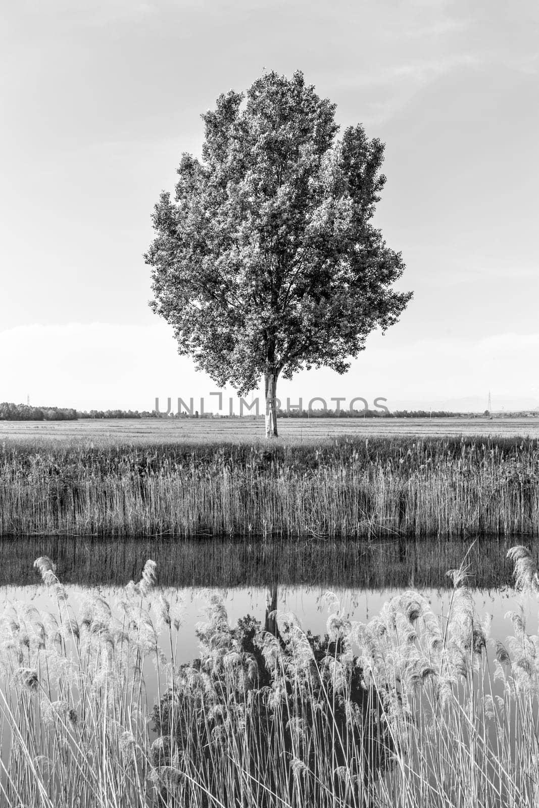 Tree in the field by river in spring. Black and white image.
