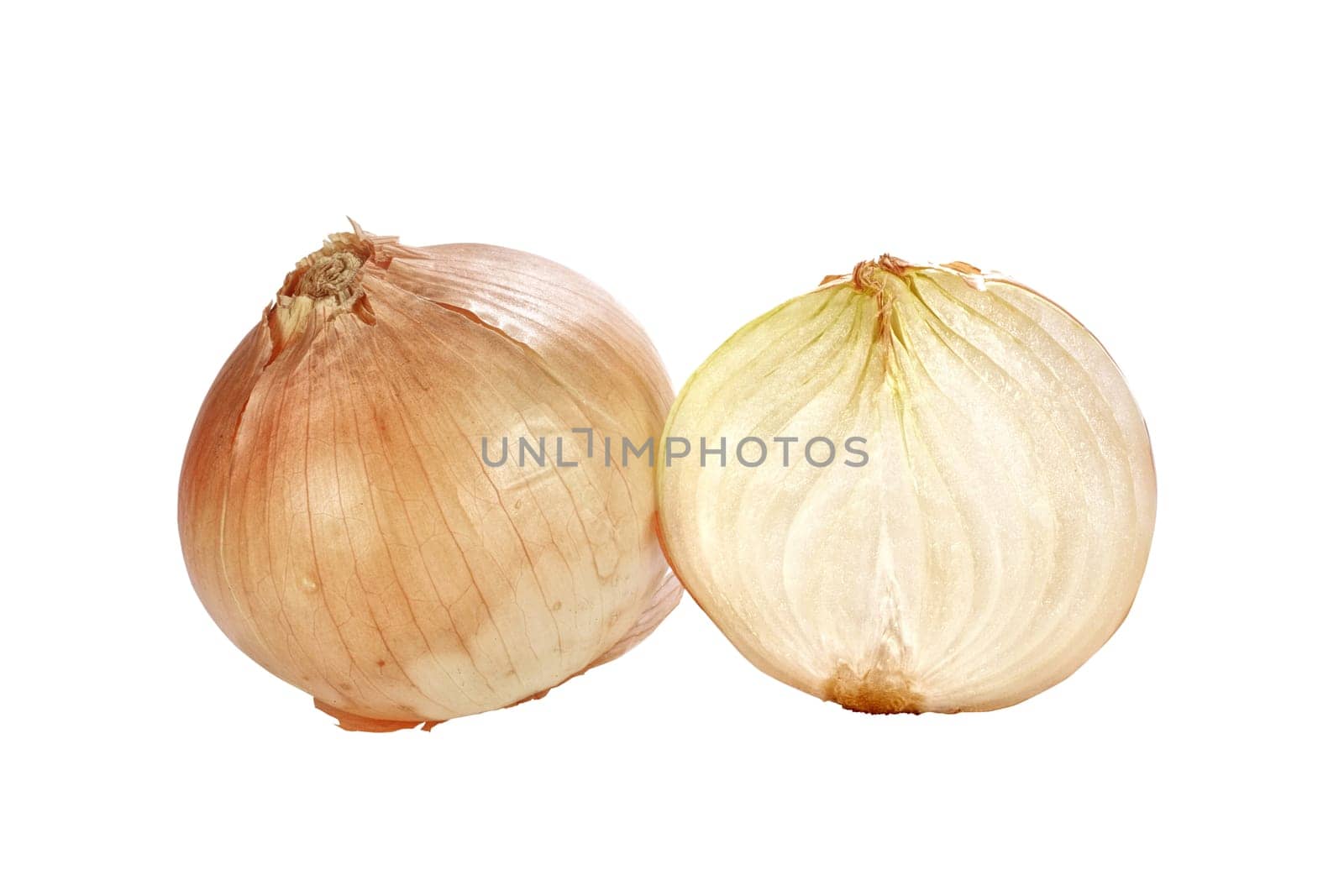close up shot of onions isolated on white background.