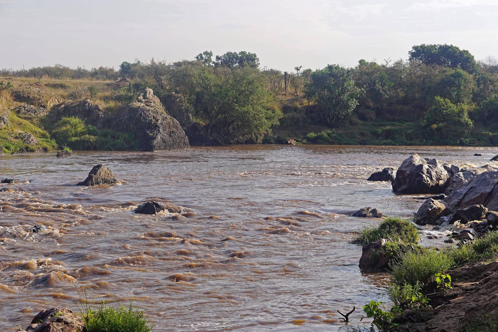 Mara river wild nature in Kenya Africa