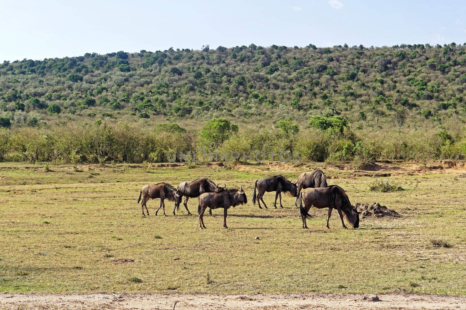 Heard of wildebeast grazing in Africa