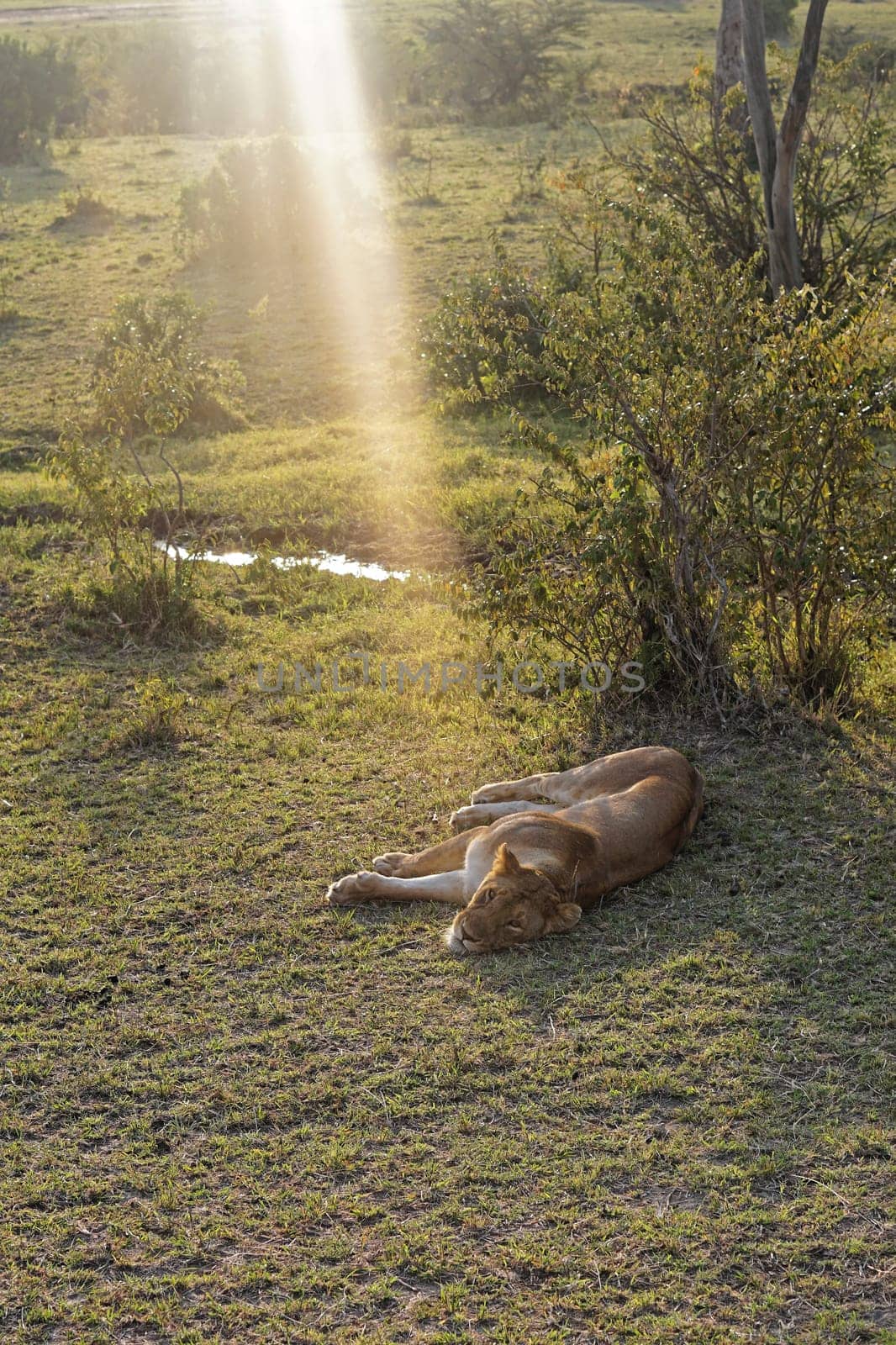 Lioness sleep in shade Kenya safari