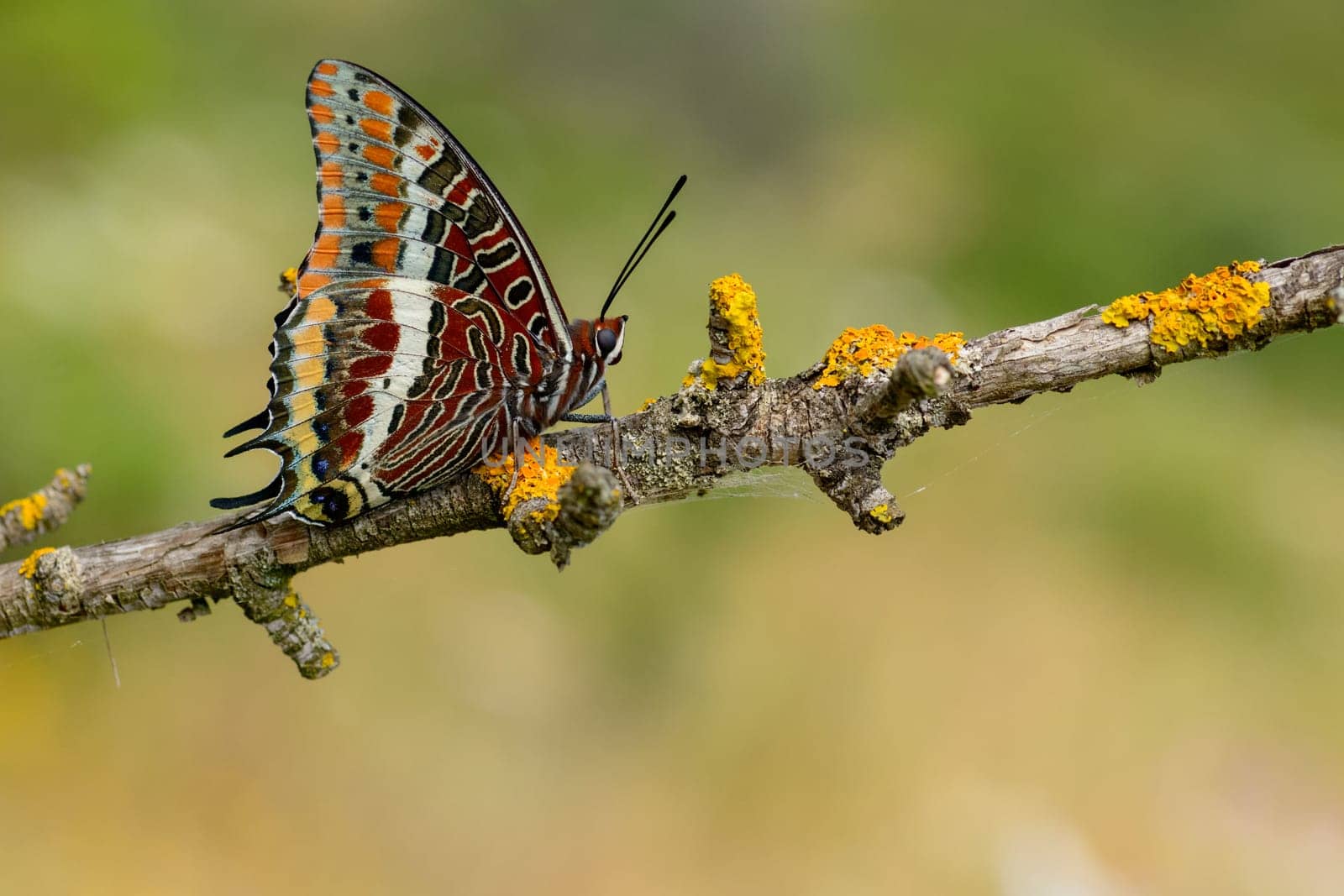 Chaasxes jasius, the two-tailed pasha or foxy emperor, is a butterfly of the Nymphalidae family. Placed on a plant branch.
