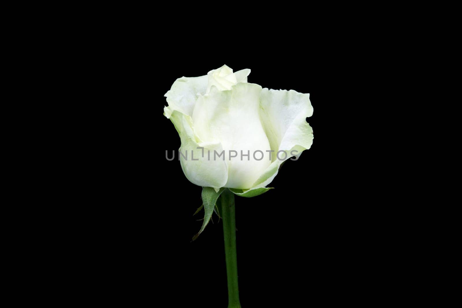 White rose,close-up of the flower with black background