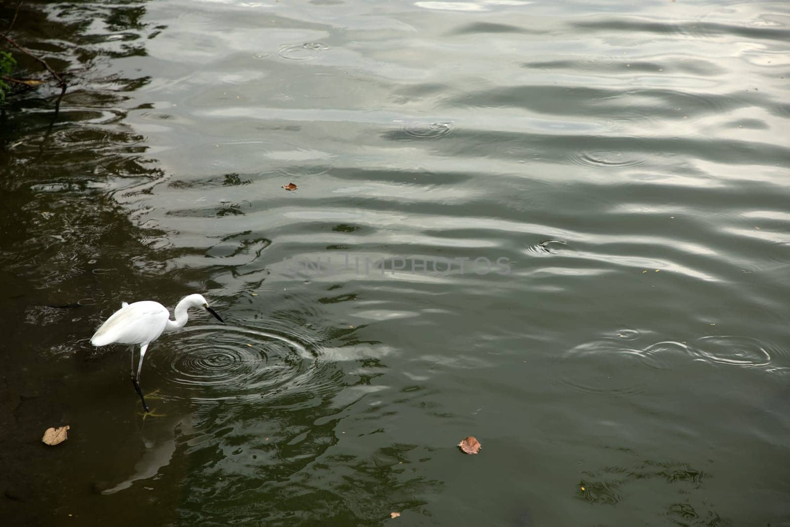 Outdoor shot of single tropical water bird hunting by lake in Thailand