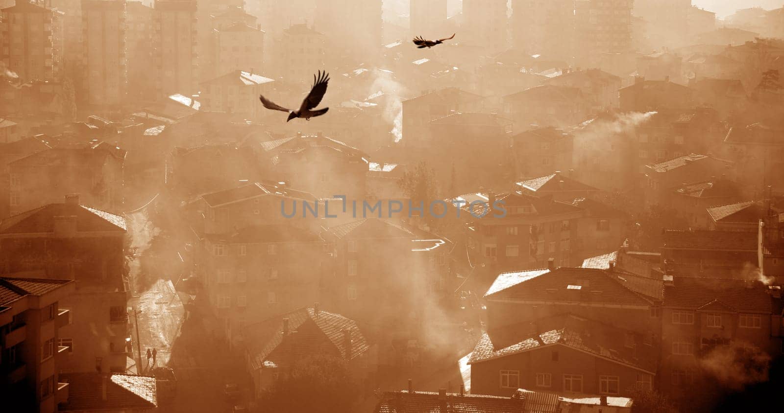 an image of a bird flying over buildings