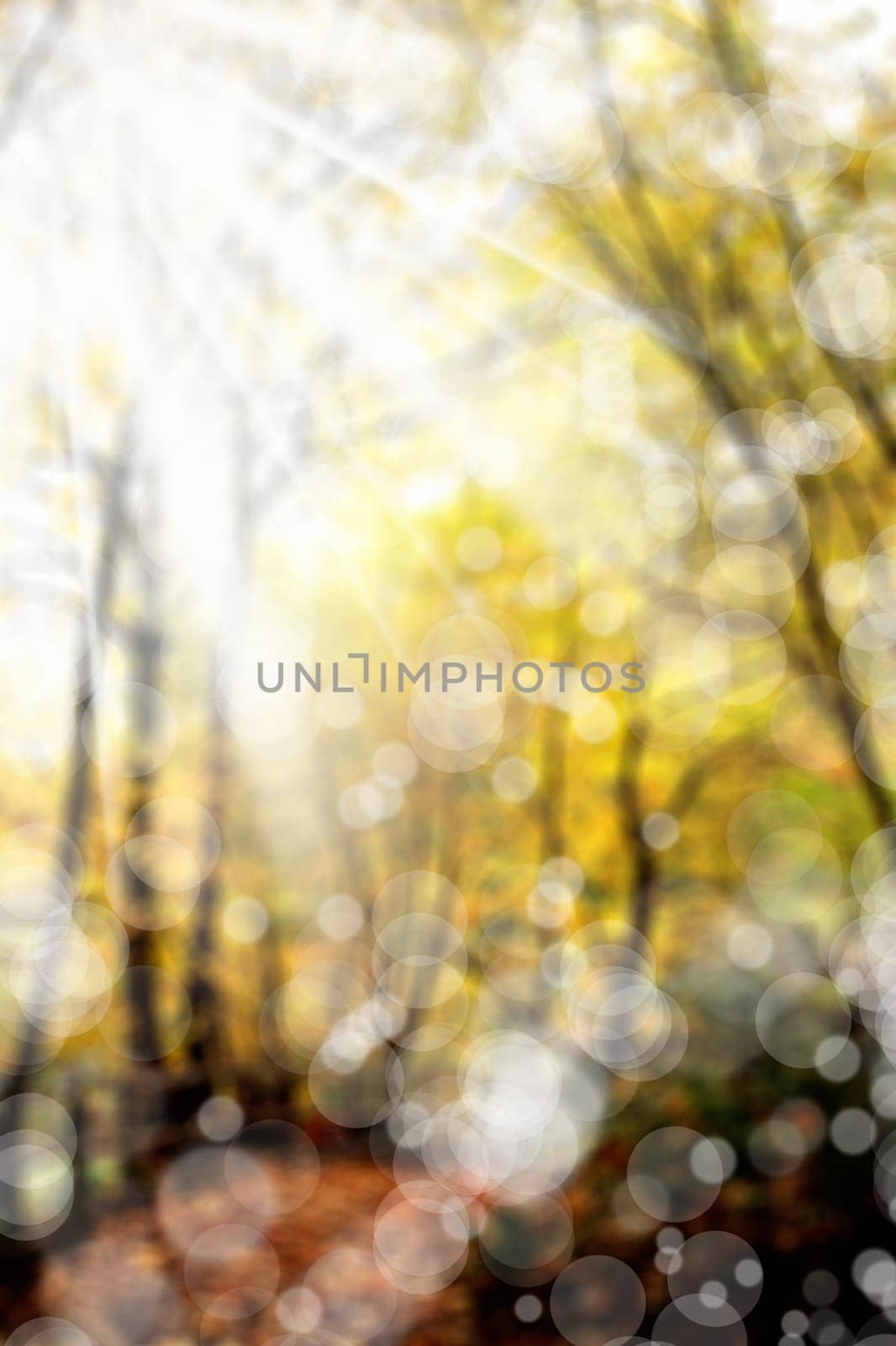 blurry background image of forest with yellow autumn leaves.