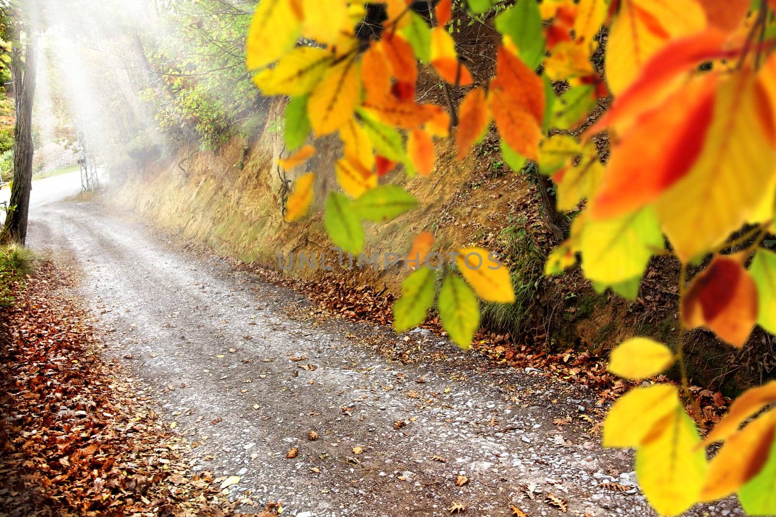 Colorful autumn leaves and dirt road