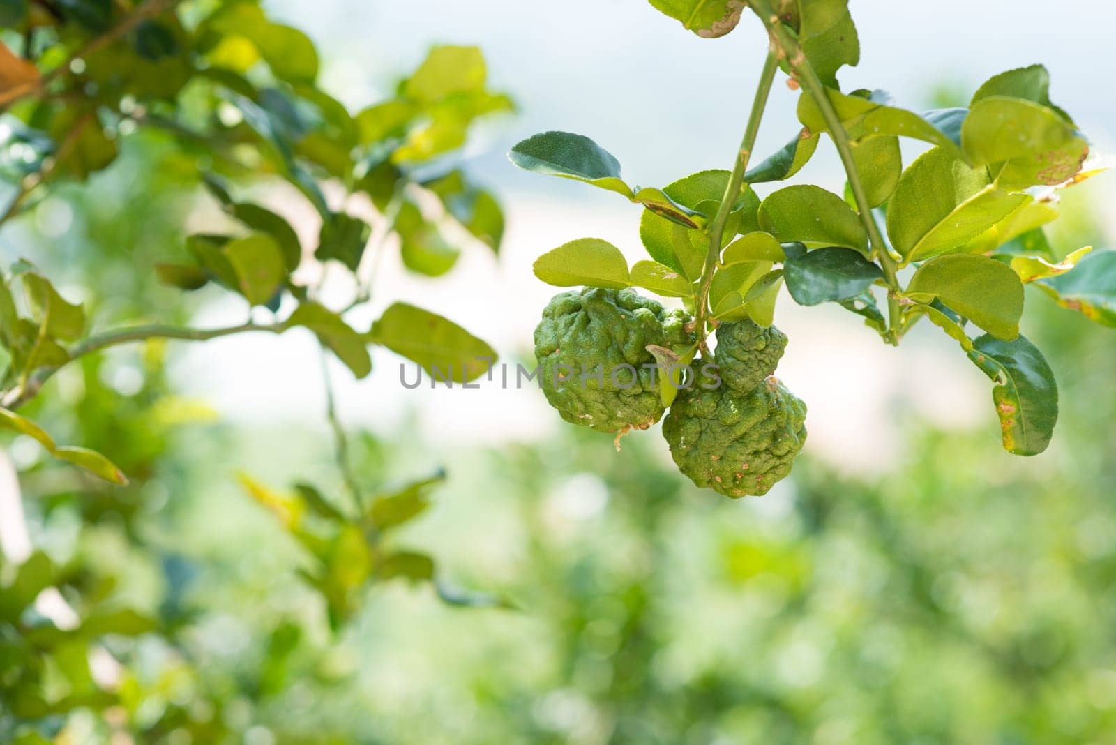 Pesticide free organic kaffir lime tree, imperfect insect bites.