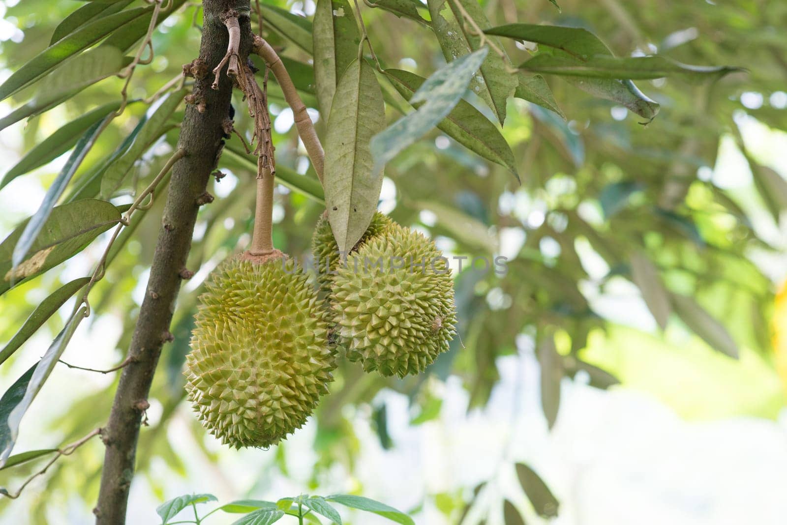 King of fruit Durian, tropical fruit on tree.