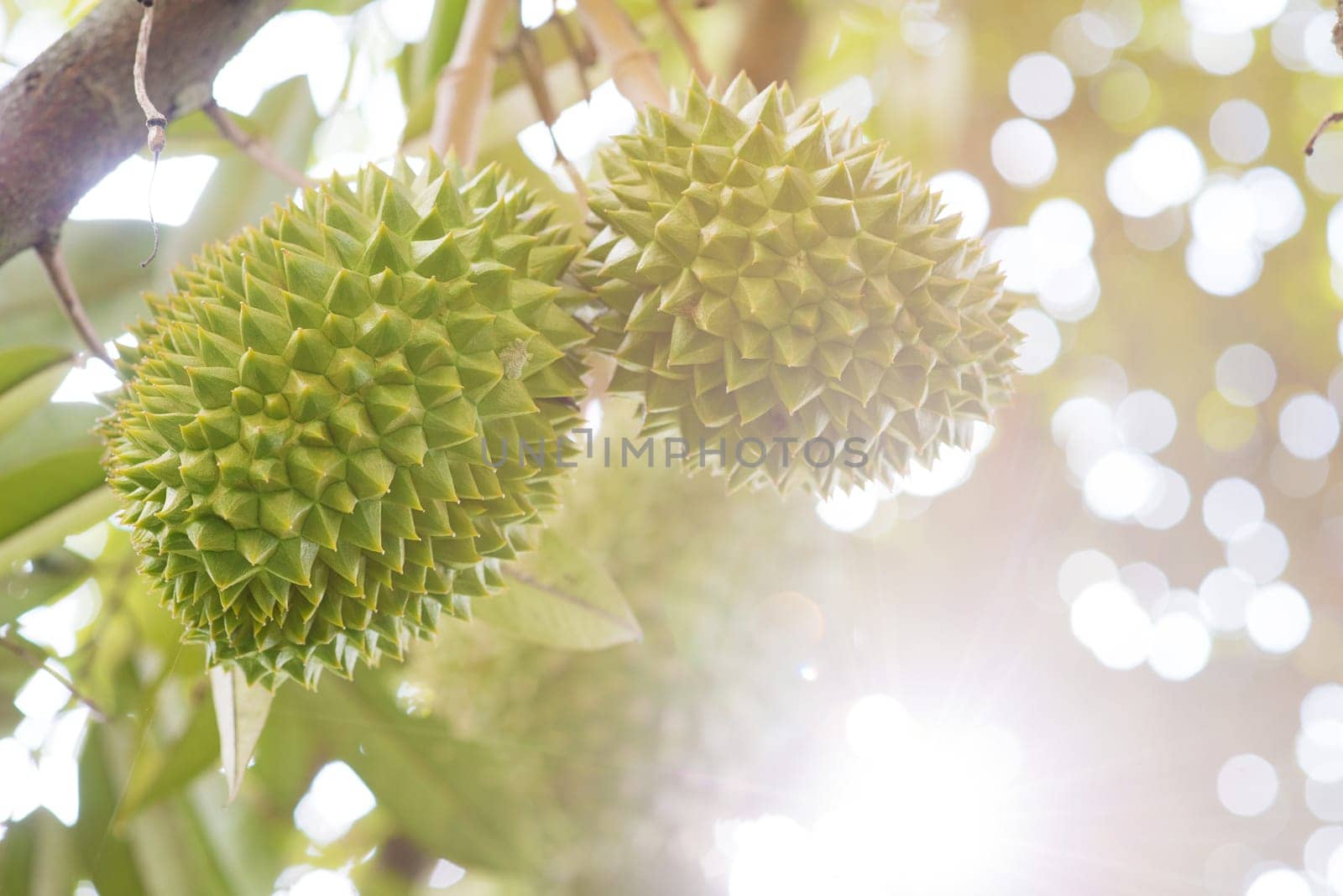 Close up fresh tropical fruit musang king durian on tree in orchard, with beautiful sun light.