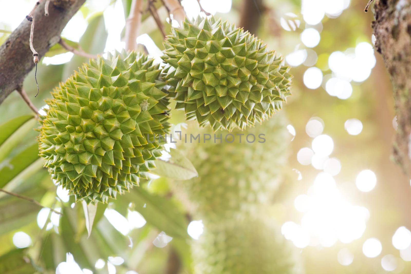 Close up the king of fruits, durian on tree in orchard.