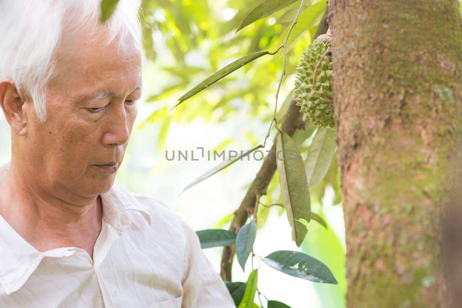 Asian farm owner checking on durian tree in orchard.