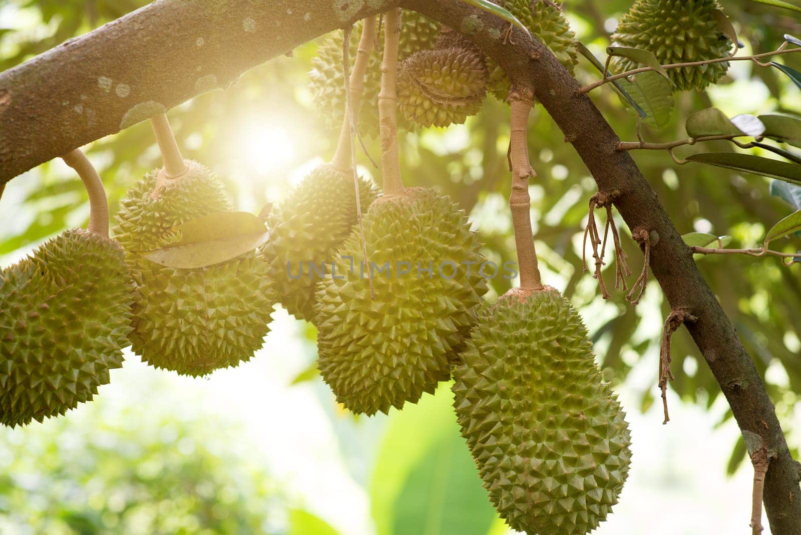 Fresh musang king durian on tree in orchard, tropical fruit.
