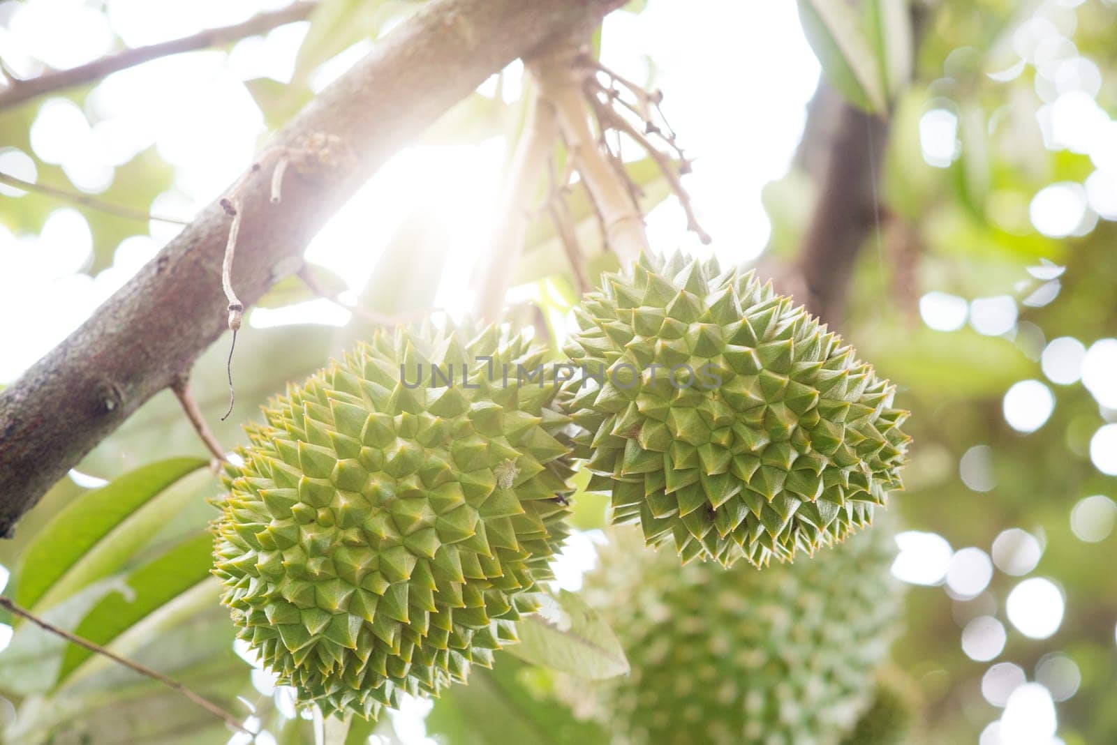 Close up fresh musang king durian on tree in orchard, tropical fruit, with beautiful sun light.