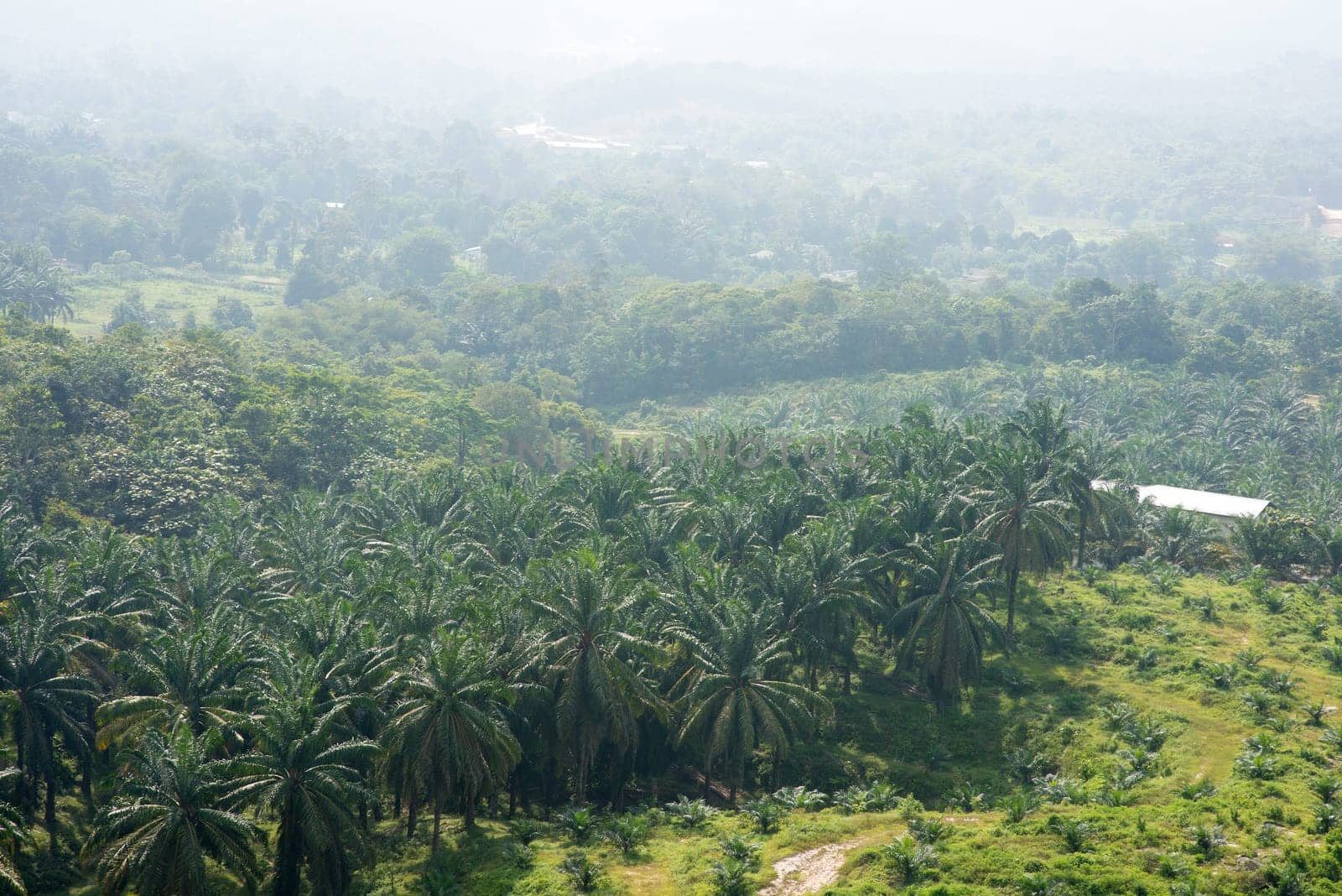 Aerial view of palm oil plantation in Asia. Agricultural background.
