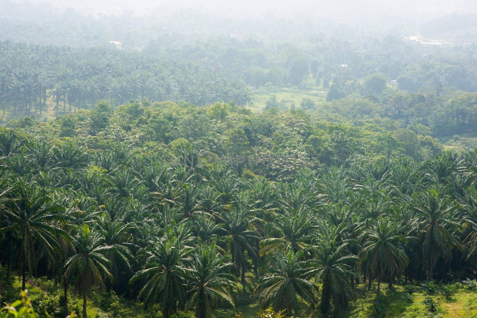 Arial view of palm plantation at east Asia.