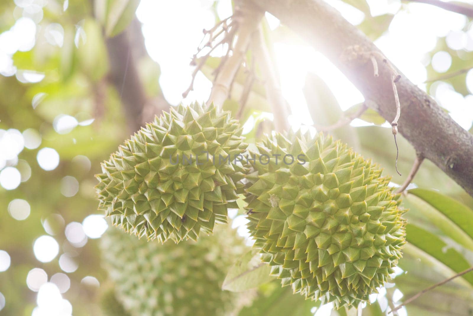 Close up fresh tropical fruit musang king durian on tree in orchard.