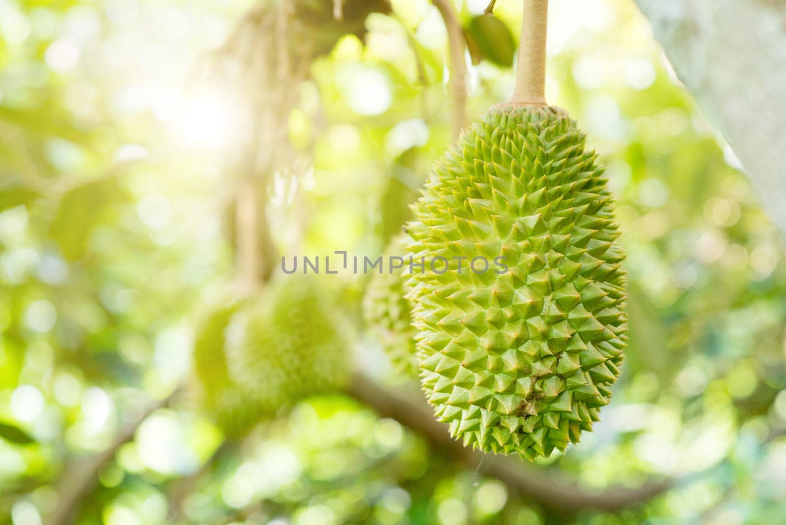 Close up king of fruit Durian on tree.