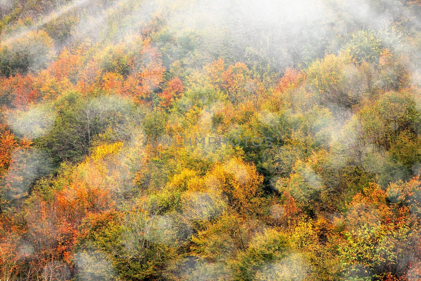 Background image of forest with colorful autumn leaves