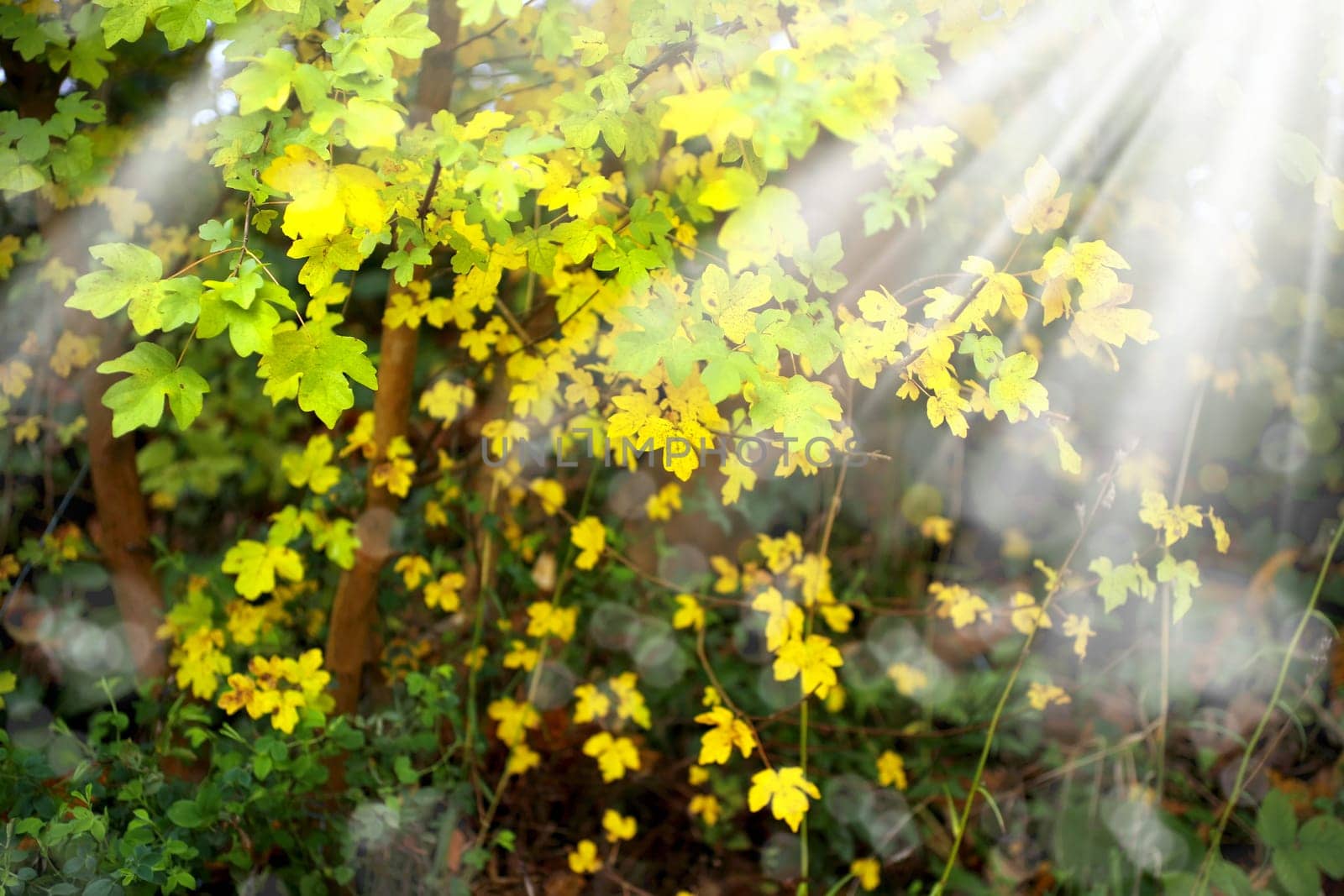 Background image of colorful autumn leaves and light