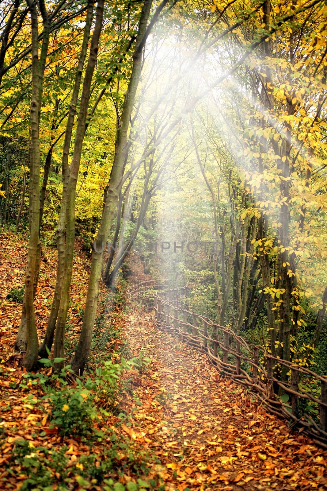 Background image of forest with colorful autumn leaves