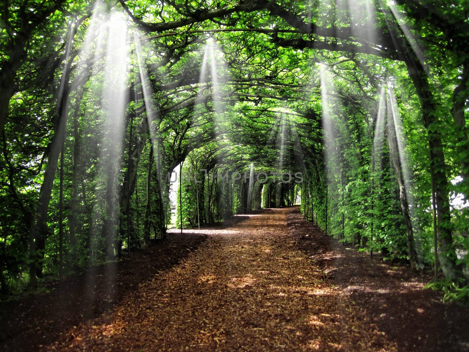 Dirt road tunnel covered with plants and sun rays.