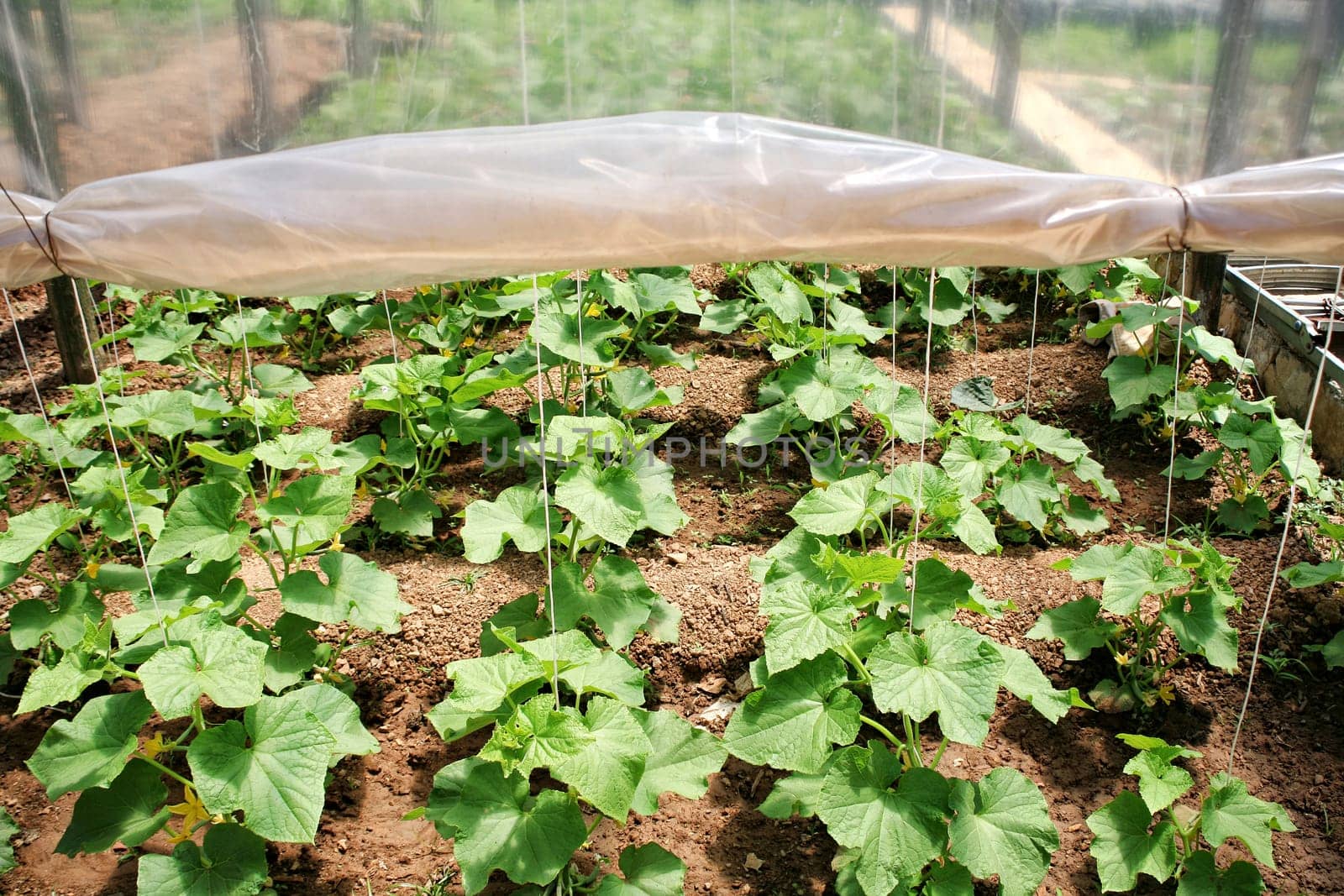 close up shot of organic plants in greenhouse.