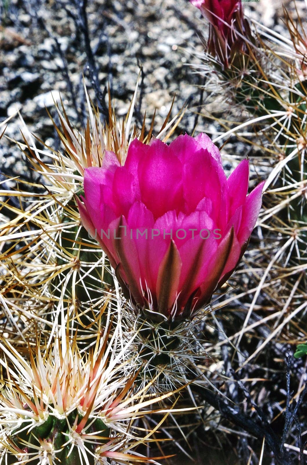 Blooming Calico Cactus in Arizona desert
