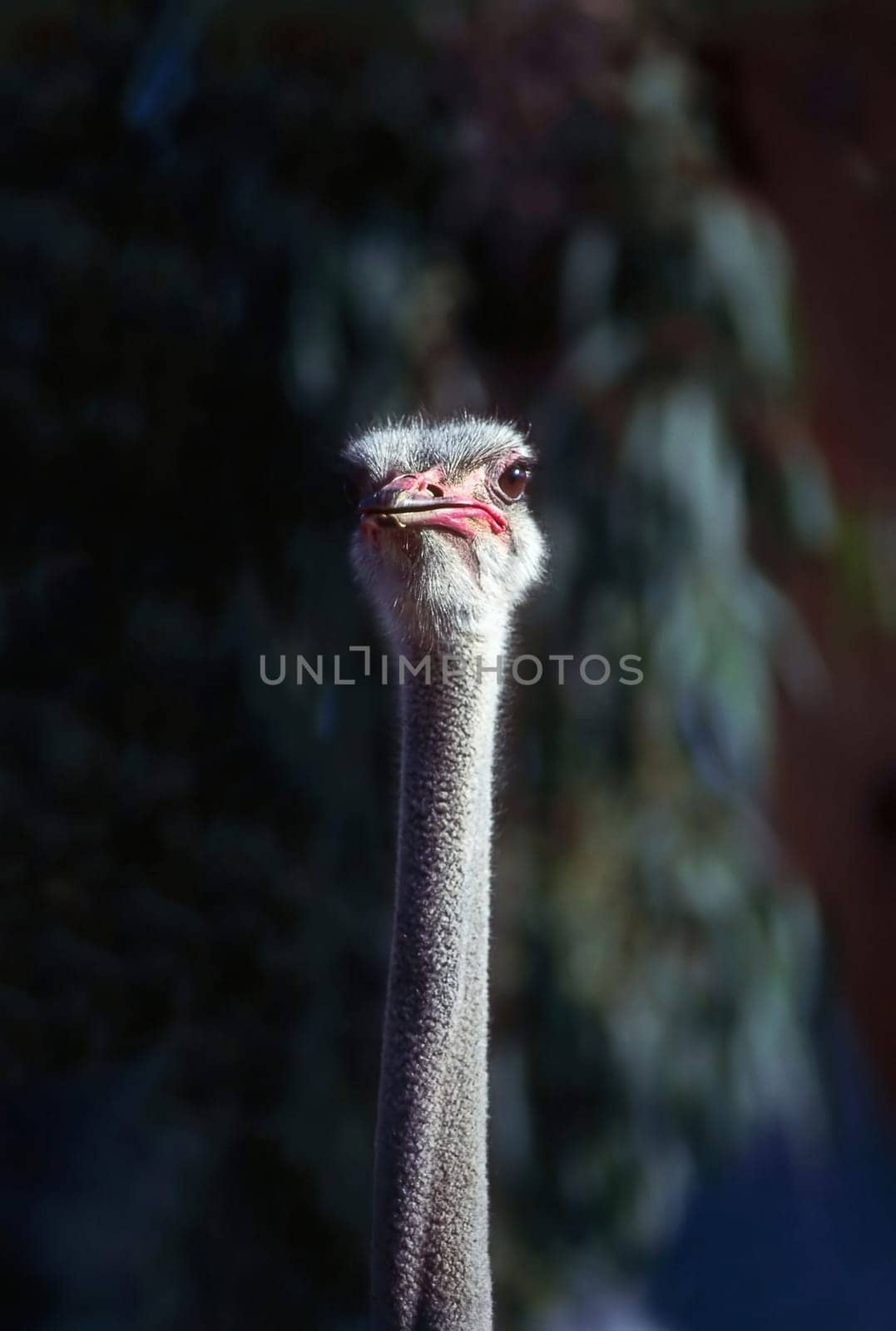 Close up of a ostrich head