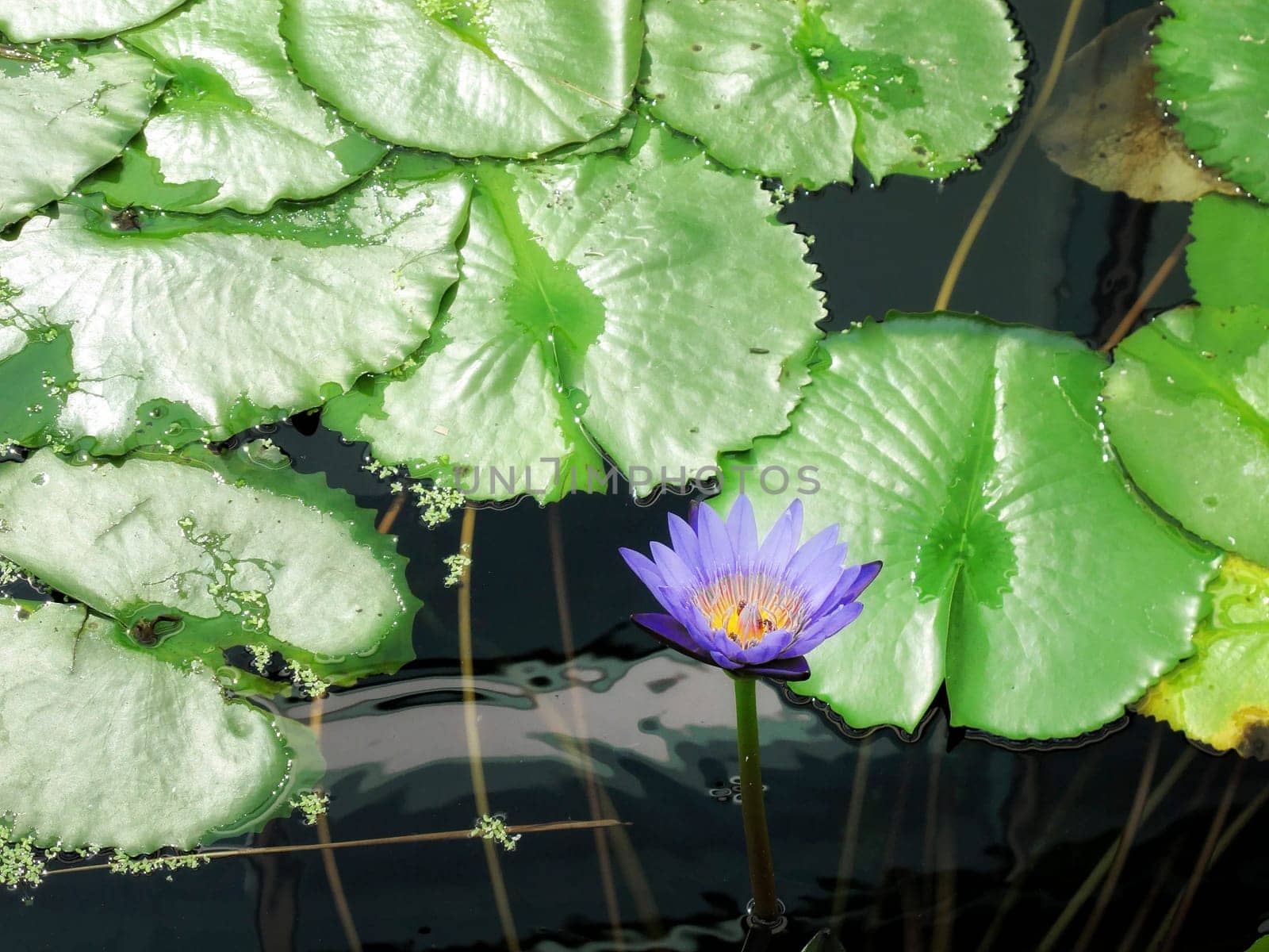 close up shot of water lily lotus and light in garden