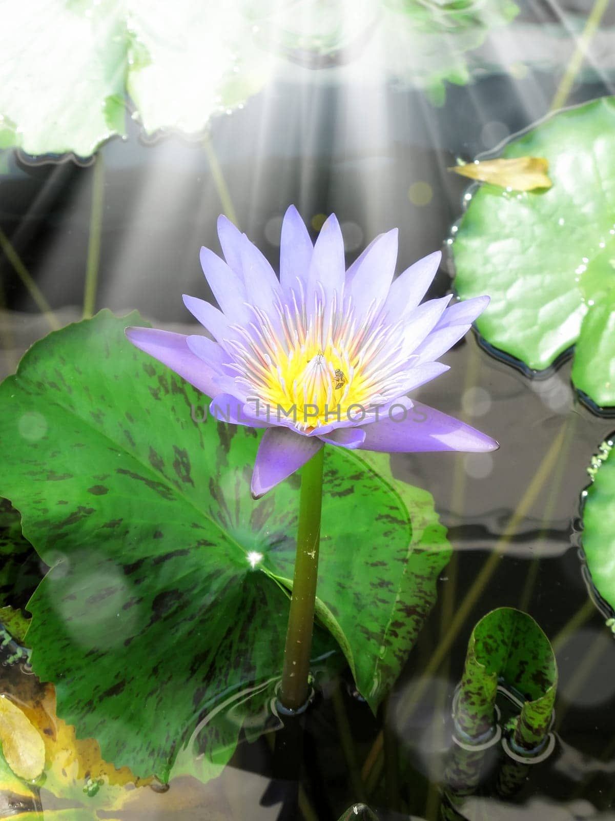 close up shot of water lily lotus and light in garden