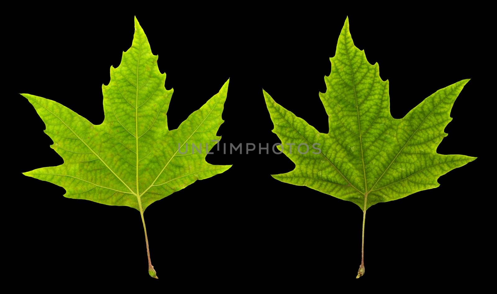 isolated image of leaves on black background