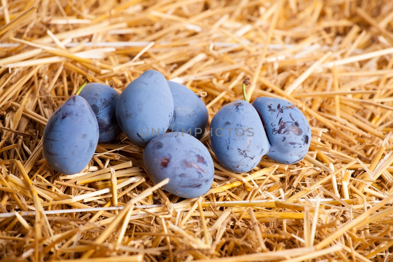 Untouched plum fruit with original color streight from tree on straws background