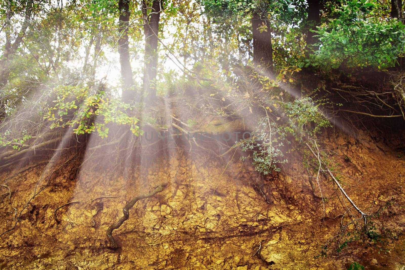 tree trunk and roots in forest with light beam