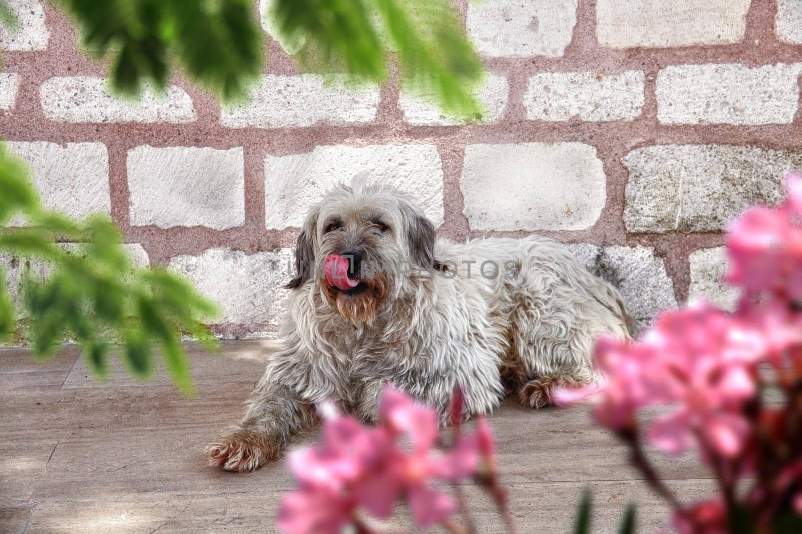 Dog sitting on sidewalk by the wall