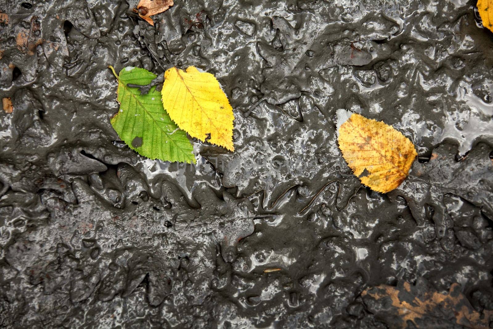 elevated view of close up colorful autumn leaves.