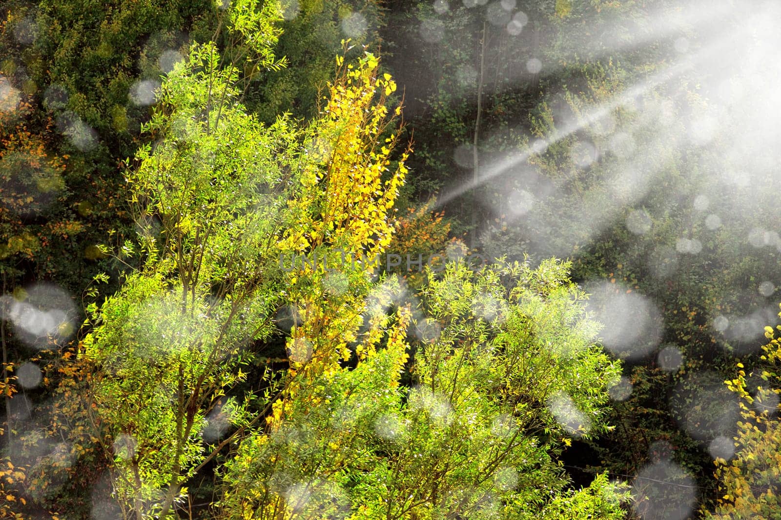 Background image of colorful autumn leaves and light