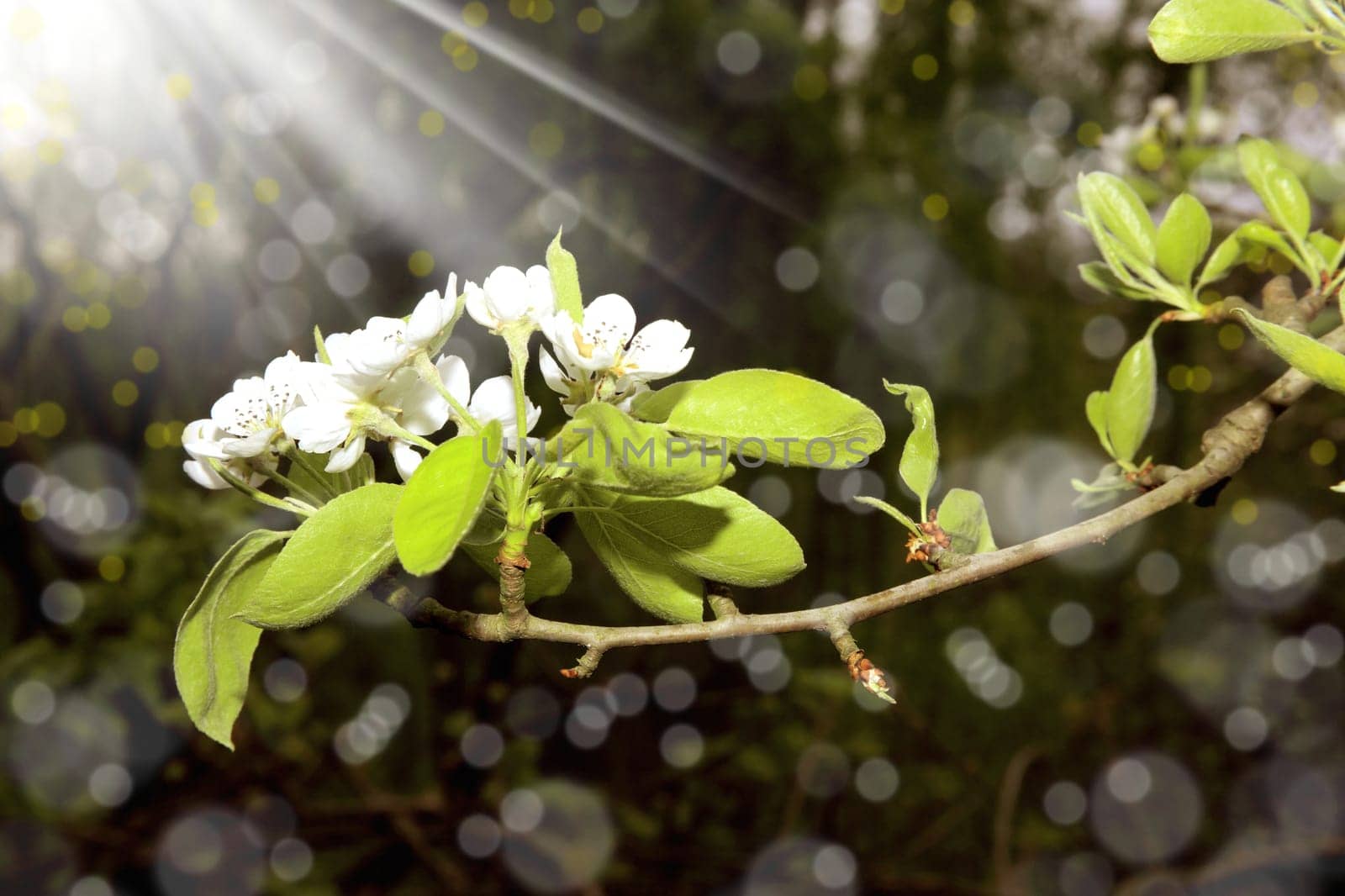 close up shot of spring blossom and light