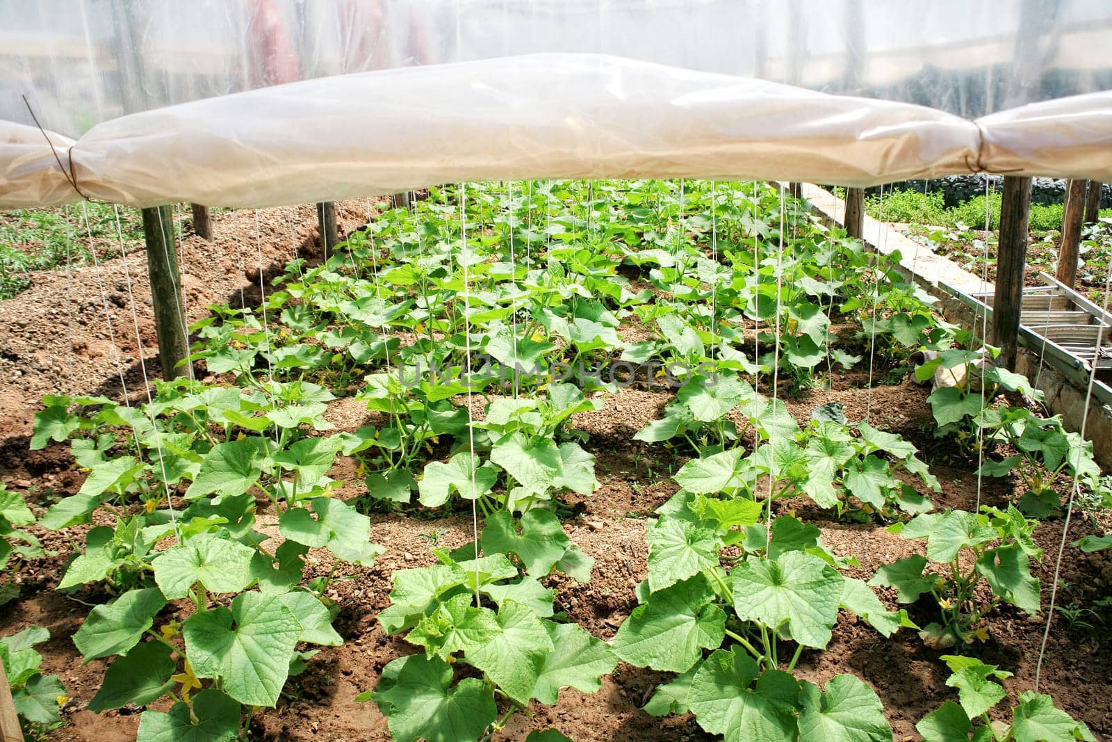 close up shot of organic plants in greenhouse.