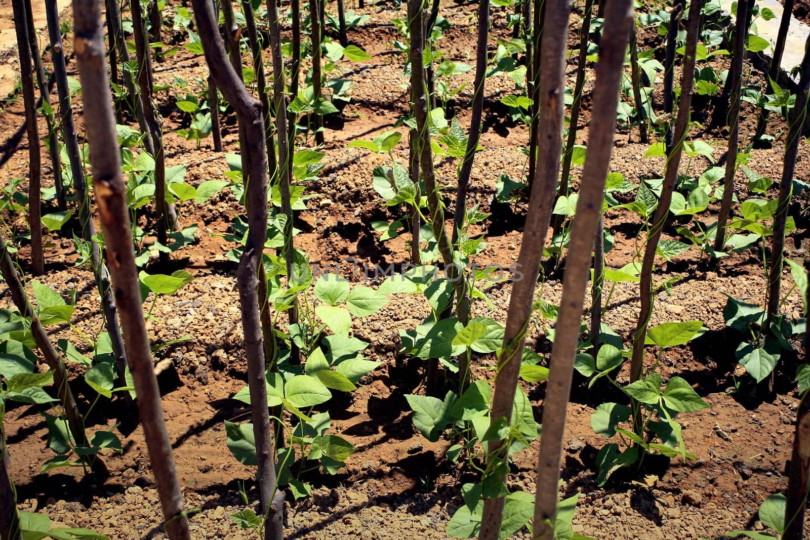 close up shot of organic plants in field.