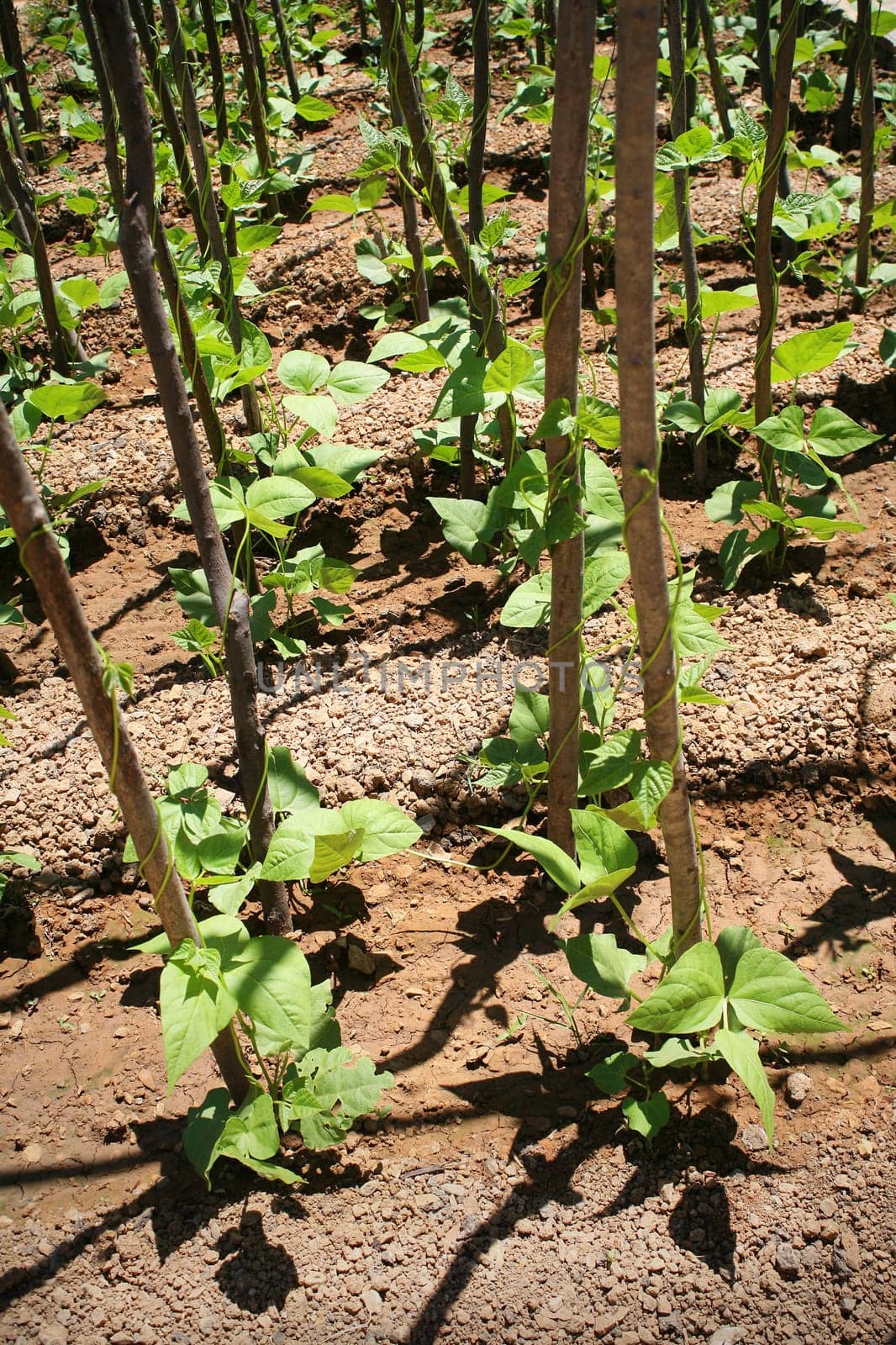 close up shot of organic plants in field.
