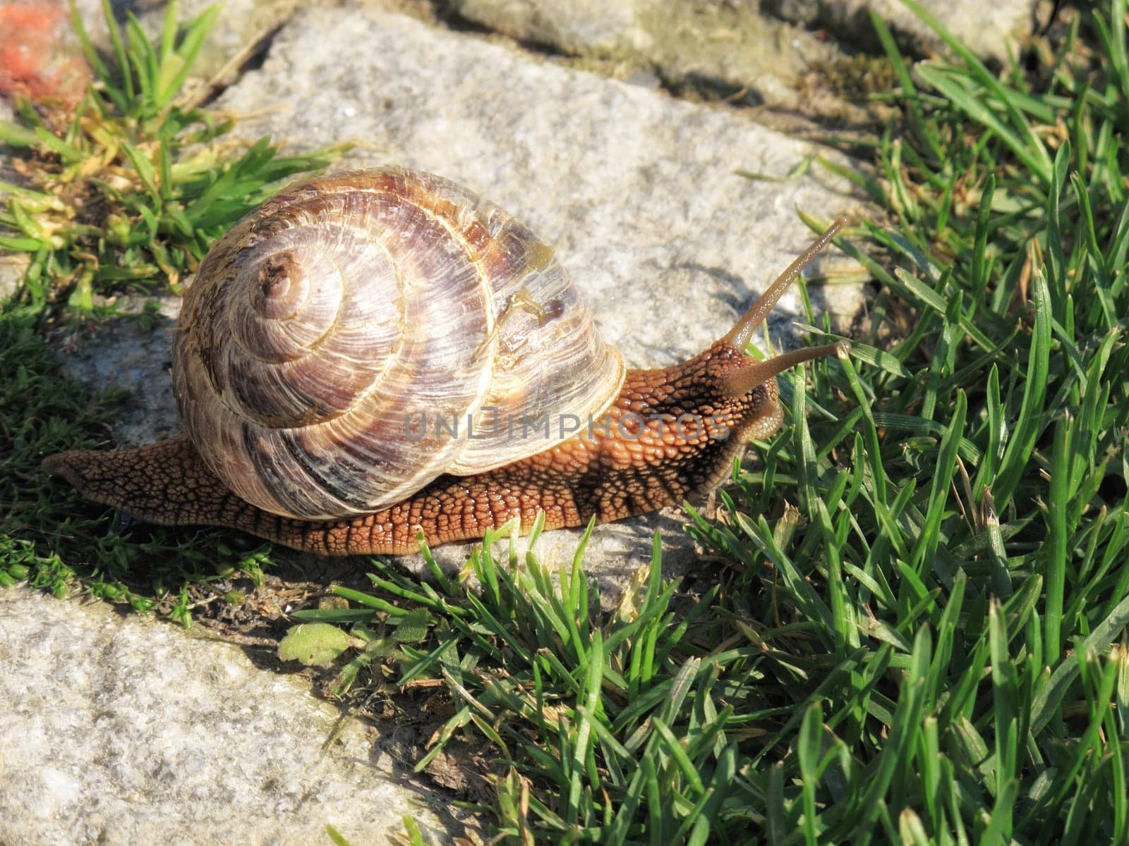 close up shot of snail on the road.