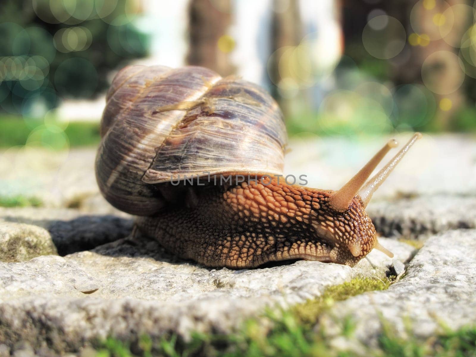 close up shot of snail on the road